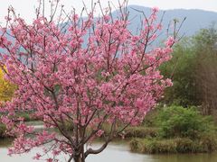 -天适樱花悠乐园