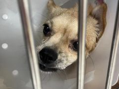 -美联众合动物医院·24h京西诊疗中心