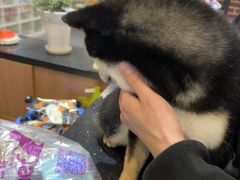 -爱派特动物医院·全科诊疗中心