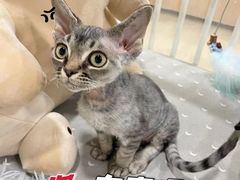 -十年猫舍·猫咪专门店(普陀店)