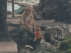 -成都动物园