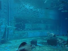 -北戴河圣蓝海洋公园