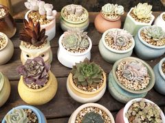 -三圣花乡旅游区