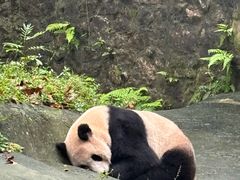 -都江堰中华大熊猫苑
