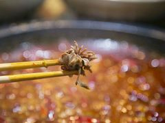 -渝大龙重庆火锅(温泉月亮湾店)