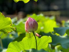 -陈家山荷花公园