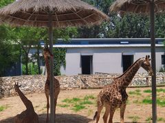 -北京野生动物园