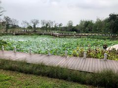 -长洲岛