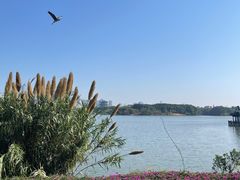 -海珠湖公园