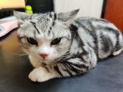 -安安宠医宠物医院·异宠·犬猫内科(岳阳分院)