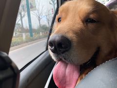 -仁华宠物医院(青羊店)