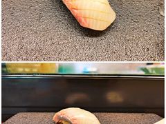 鰤鱼手握-本格(星光大道二期店)