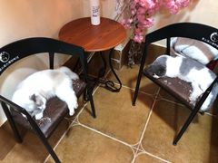 -李小姐の猫咖啡馆(五角场店)