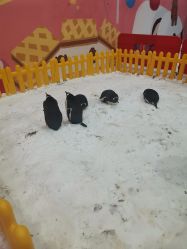 -第五极儿童乐园