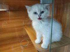 -猫十亿·布偶金渐层·曼基康矮脚猫舍(青年路店)