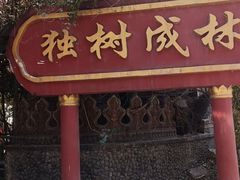 -独树成林