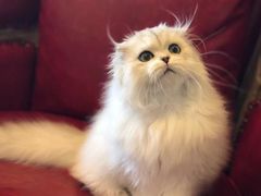 -猫大福·Fortune Cat猫舍(百子湾店)