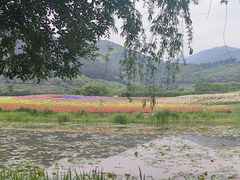 -径山花海