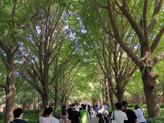 -北京国子监胡同