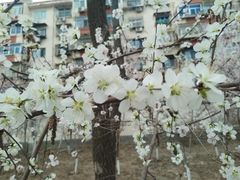 -桃花堤公园