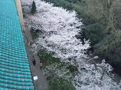 -武汉大学-樱园