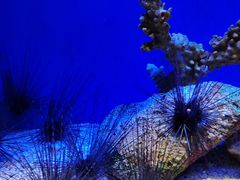 -上海海洋水族馆