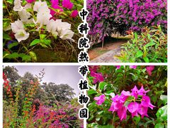 -中国科学院西双版纳热带植物园
