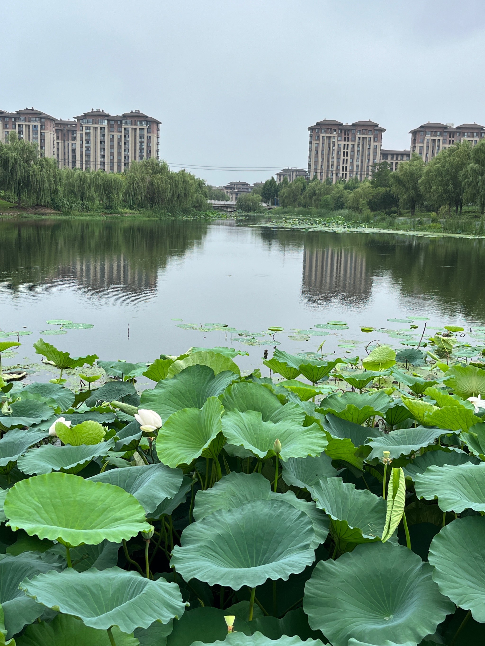 公园里的景色真美图片