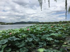 -西湖外事游船(花港观鱼码头)