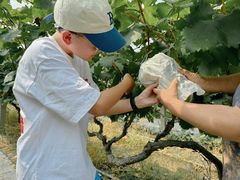 -马陆小张葡萄园农家乐