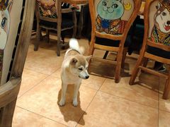 -more than meow吴止猫主题餐厅(承德 中船汇店)