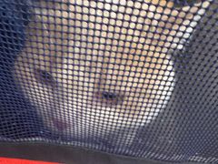 -瑞派·关忠动物医院·猫专科·犬专科(三环新城店)