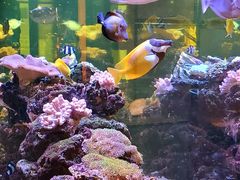 -怡咖啡海鲜自助餐厅(浦东香格里拉店)