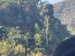-西双版纳原始森林公园