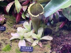 -中国科学院西双版纳热带植物园