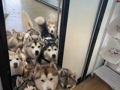 -Husky Go! 哈士奇体验馆·宠物咖啡厅狗咖