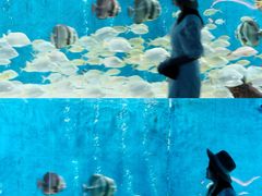 -合肥海洋世界
