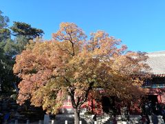 -香山公园