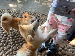 -柴犬高等学院·狗咖·柴犬售卖·宠物训练