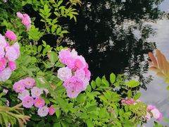 -贡湖湾湿地公园