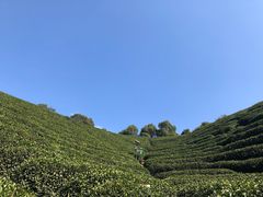-龙坞茶村