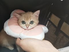 -帕帕拉兹宠物(亚洲旗舰店)