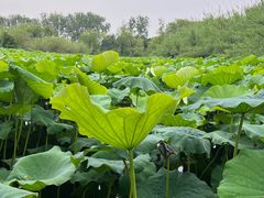 -溱湖国家湿地公园