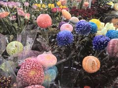 -越秀西湖花市(广州城市广场花卉店)
