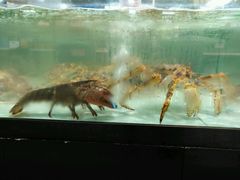 -盒马渔市餐厅