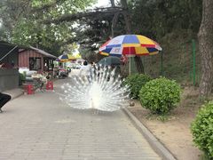 -清东陵