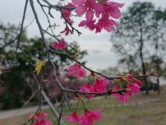 -天适樱花悠乐园