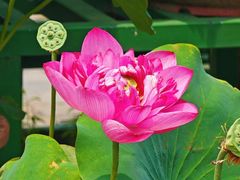 -莲花池公园