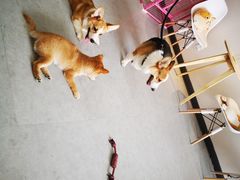 -汪说·狗咖(旺城大厦店)