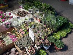 -循礼门鲜花花市(武汉循礼门店)